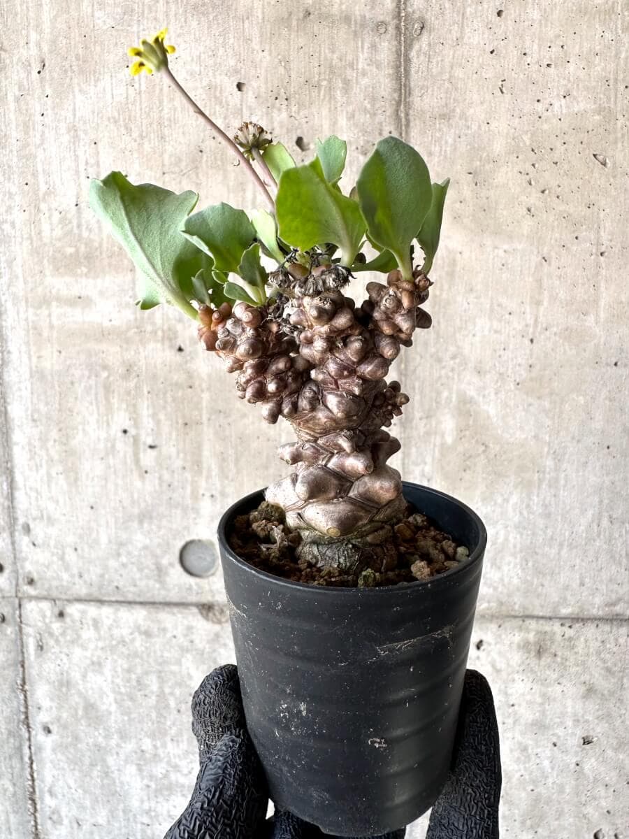 【現品限り】オトンナ・ヘレー 蛮鬼塔[在庫整理価格]【M29】 Othonna herrei
