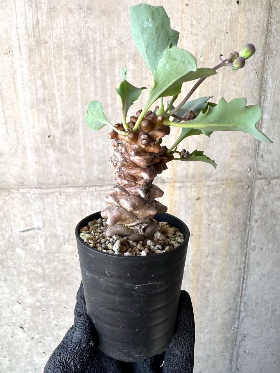 【現品限り】オトンナ・ヘレー 蛮鬼塔[在庫整理価格]【M2】 Othonna herrei