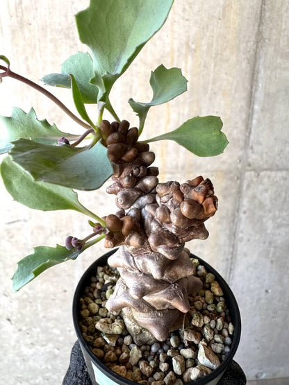 【現品限り】オトンナ・ヘレー 蛮鬼塔[在庫整理価格]【M2】 Othonna herrei