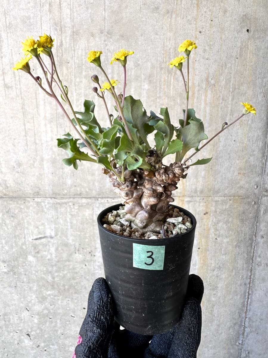 【現品限り】オトンナ・ヘレー 蛮鬼塔[在庫整理価格]【M3】 Othonna herrei