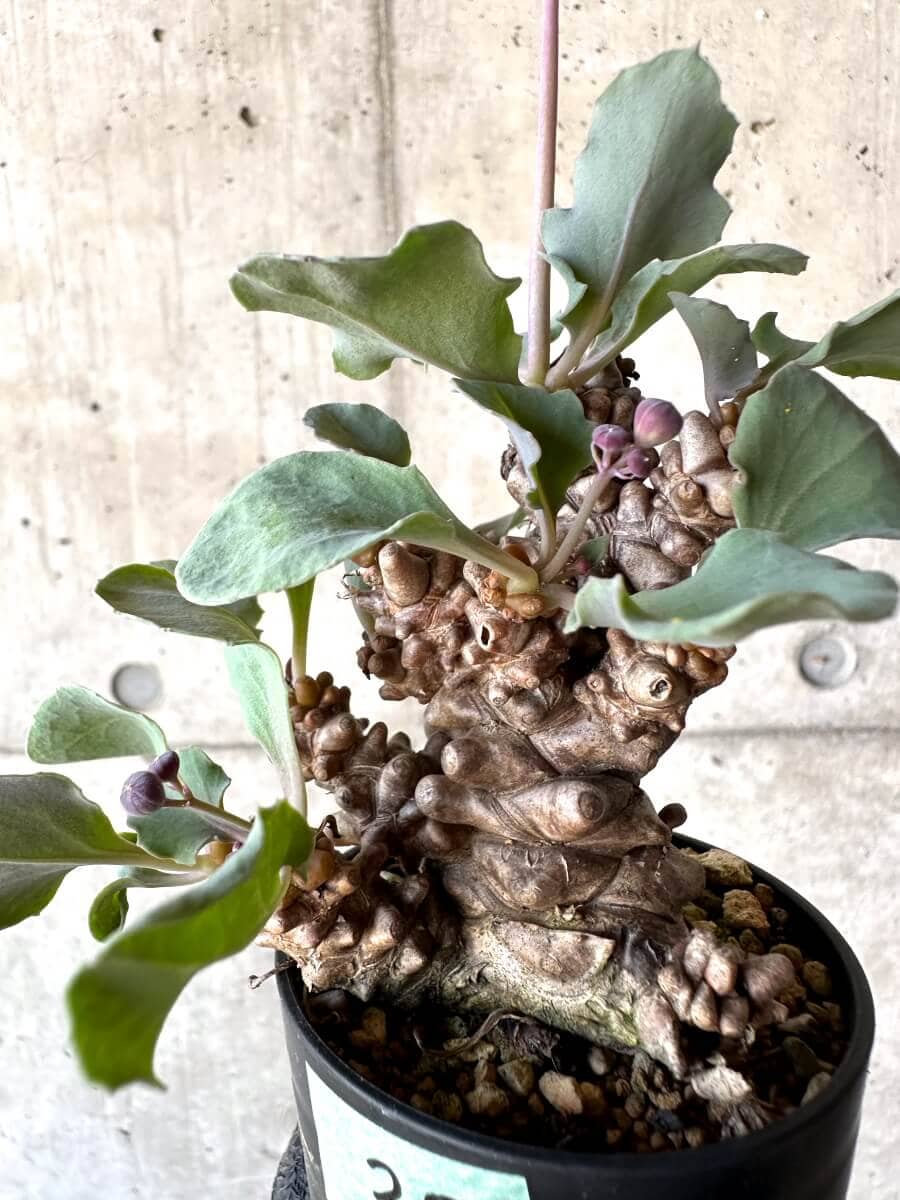 【現品限り】オトンナ・ヘレー 蛮鬼塔[在庫整理価格]【M30】 Othonna herrei