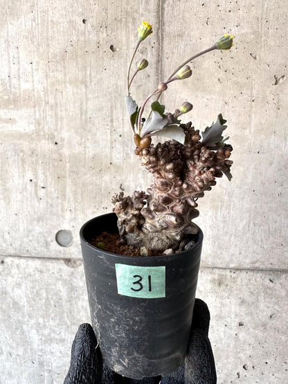 【現品限り】オトンナ・ヘレー 蛮鬼塔[在庫整理価格]【M31】 Othonna herrei