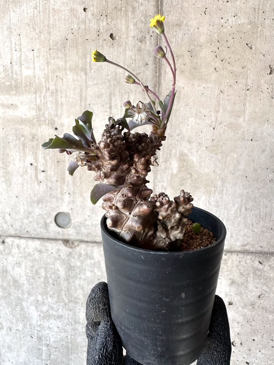 【現品限り】オトンナ・ヘレー 蛮鬼塔[在庫整理価格]【M31】 Othonna herrei