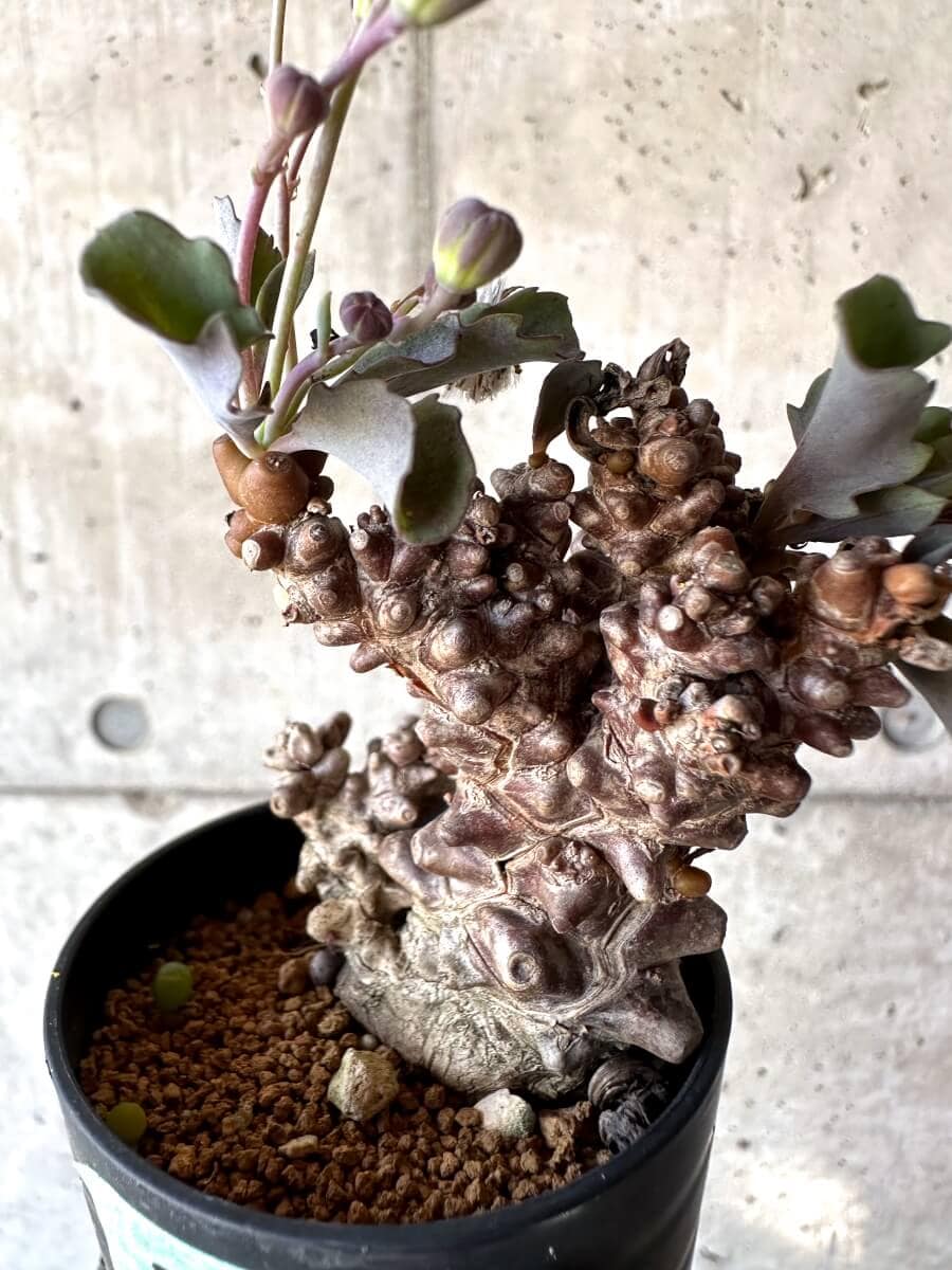 【現品限り】オトンナ・ヘレー 蛮鬼塔[在庫整理価格]【M31】 Othonna herrei