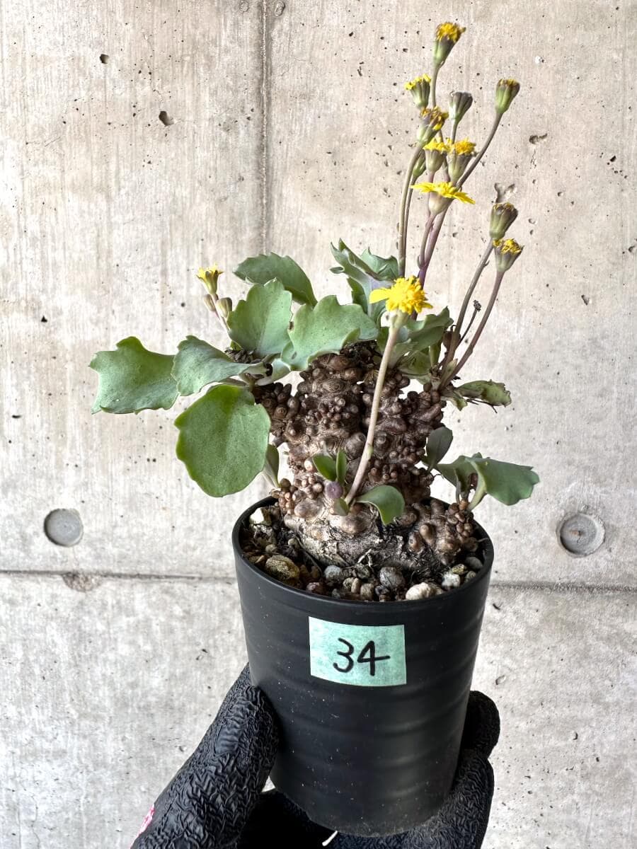 【現品限り】オトンナ・ヘレー 蛮鬼塔[在庫整理価格]【M34】 Othonna herrei