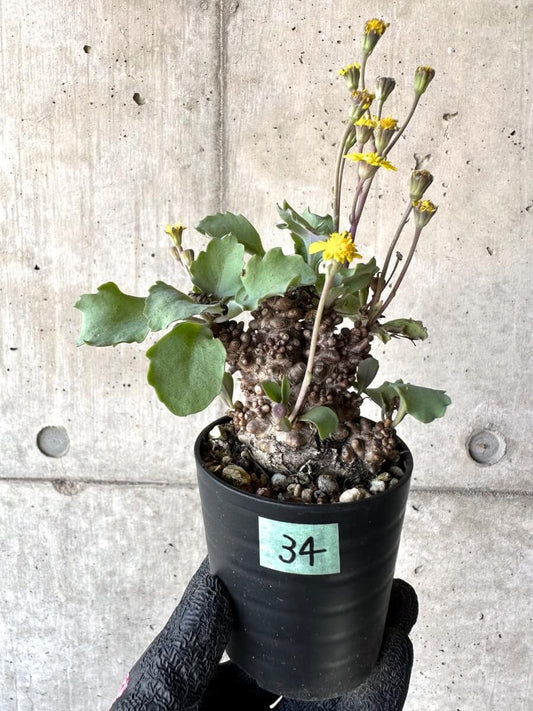 【現品限り】オトンナ・ヘレー 蛮鬼塔[在庫整理価格]【M34】 Othonna herrei