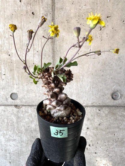 【現品限り】オトンナ・ヘレー 蛮鬼塔[在庫整理価格]【M35】 Othonna herrei