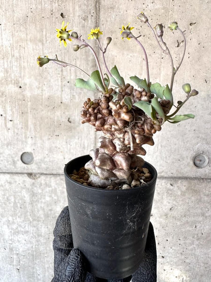 【現品限り】オトンナ・ヘレー 蛮鬼塔[在庫整理価格]【M35】 Othonna herrei