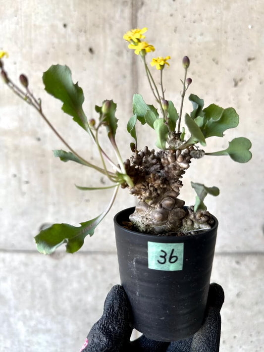 【現品限り】オトンナ・ヘレー 蛮鬼塔[在庫整理価格]【M36】 Othonna herrei