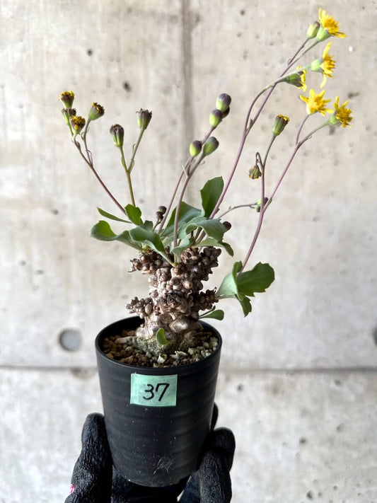 【現品限り】オトンナ・ヘレー 蛮鬼塔[在庫整理価格]【M37】 Othonna herrei