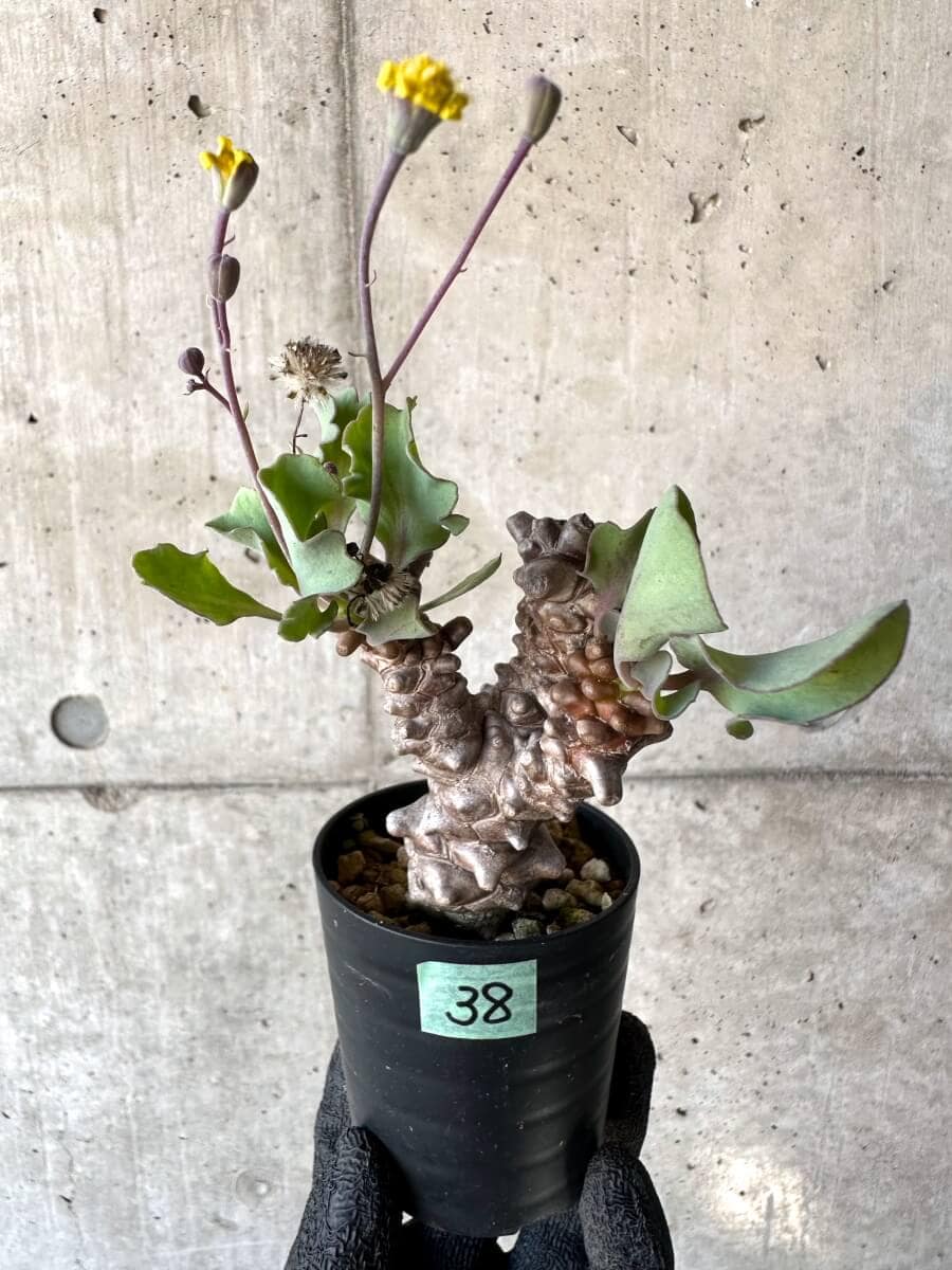 【現品限り】オトンナ・ヘレー 蛮鬼塔[在庫整理価格]【M38】 Othonna herrei