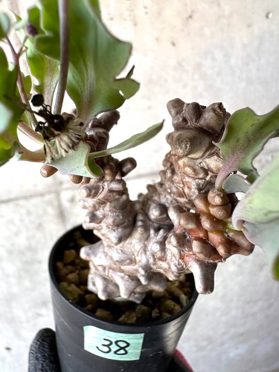 【現品限り】オトンナ・ヘレー 蛮鬼塔[在庫整理価格]【M38】 Othonna herrei