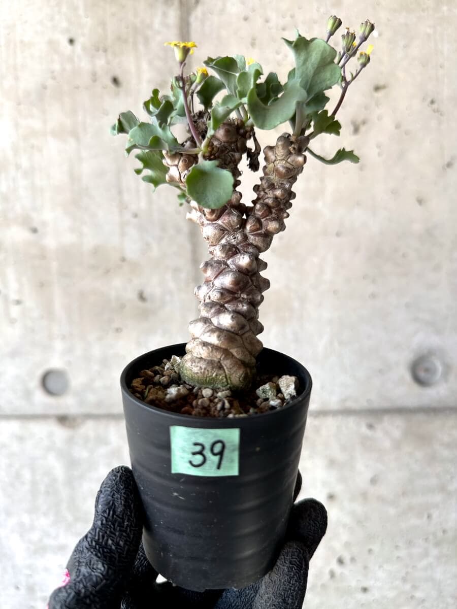 【現品限り】オトンナ・ヘレー 蛮鬼塔[在庫整理価格]【M39】 Othonna herrei