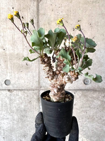 【現品限り】オトンナ・ヘレー 蛮鬼塔[在庫整理価格]【M39】 Othonna herrei