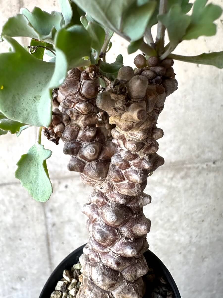 【現品限り】オトンナ・ヘレー 蛮鬼塔[在庫整理価格]【M39】 Othonna herrei