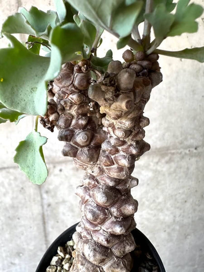 【現品限り】オトンナ・ヘレー 蛮鬼塔[在庫整理価格]【M39】 Othonna herrei