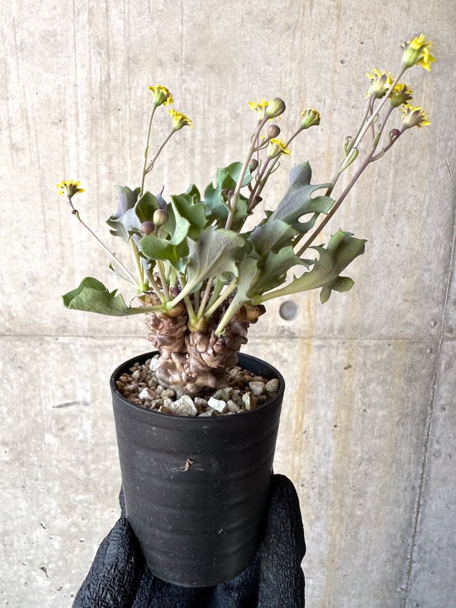 【現品限り】オトンナ・ヘレー 蛮鬼塔[在庫整理価格]【M3】 Othonna herrei