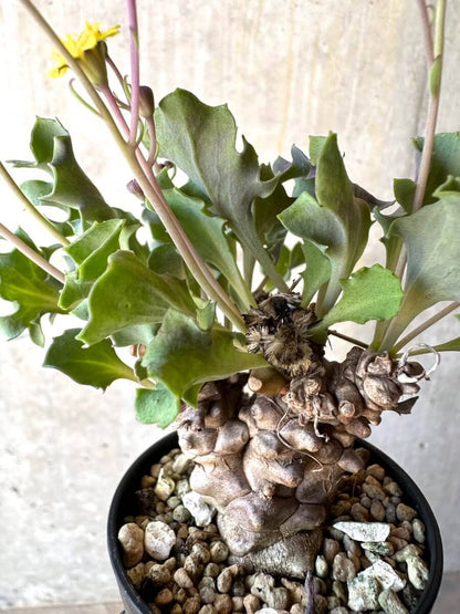 【現品限り】オトンナ・ヘレー 蛮鬼塔[在庫整理価格]【M3】 Othonna herrei