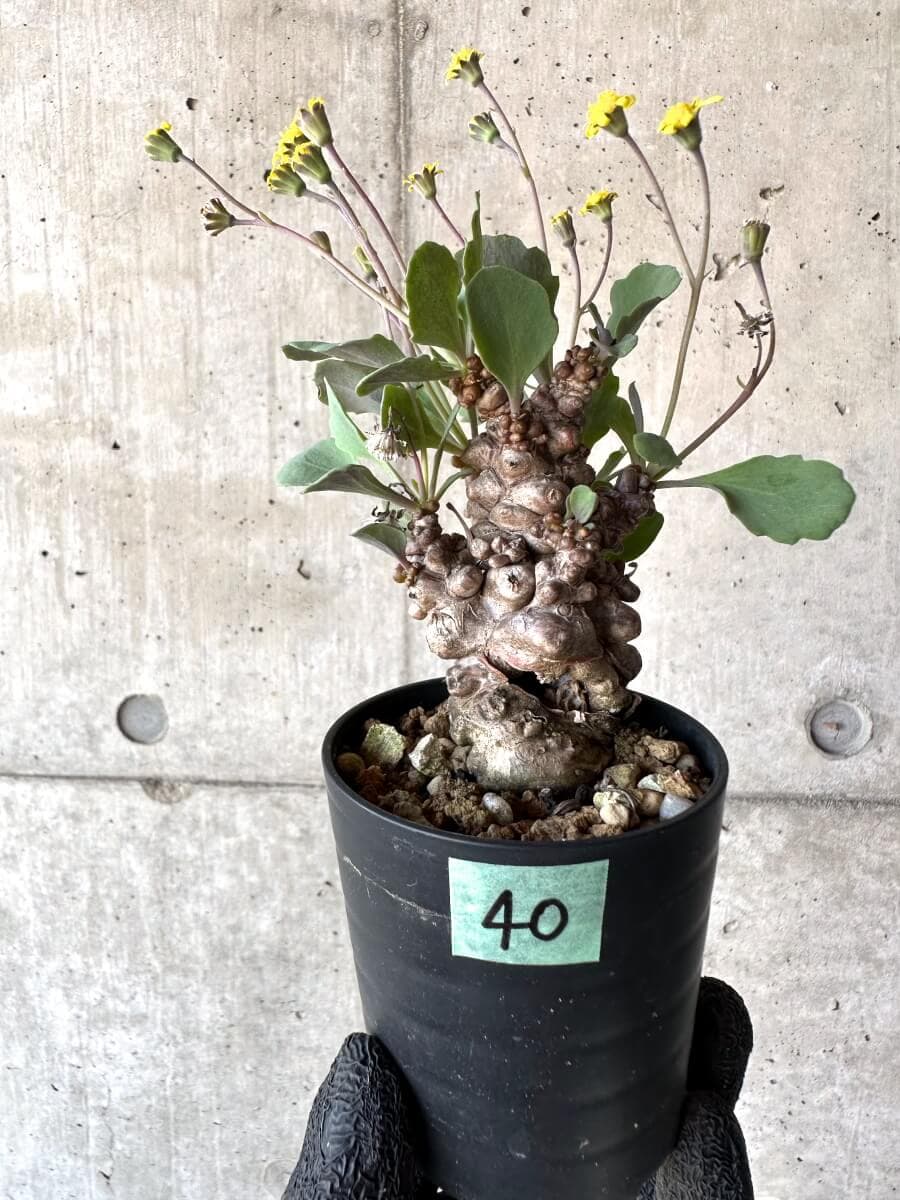 【現品限り】オトンナ・ヘレー 蛮鬼塔[在庫整理価格]【M40】 Othonna herrei