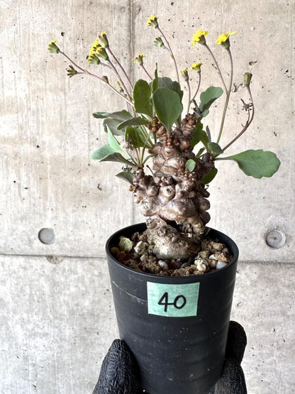 【現品限り】オトンナ・ヘレー 蛮鬼塔[在庫整理価格]【M40】 Othonna herrei