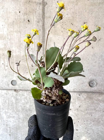 【現品限り】オトンナ・ヘレー 蛮鬼塔[在庫整理価格]【M40】 Othonna herrei