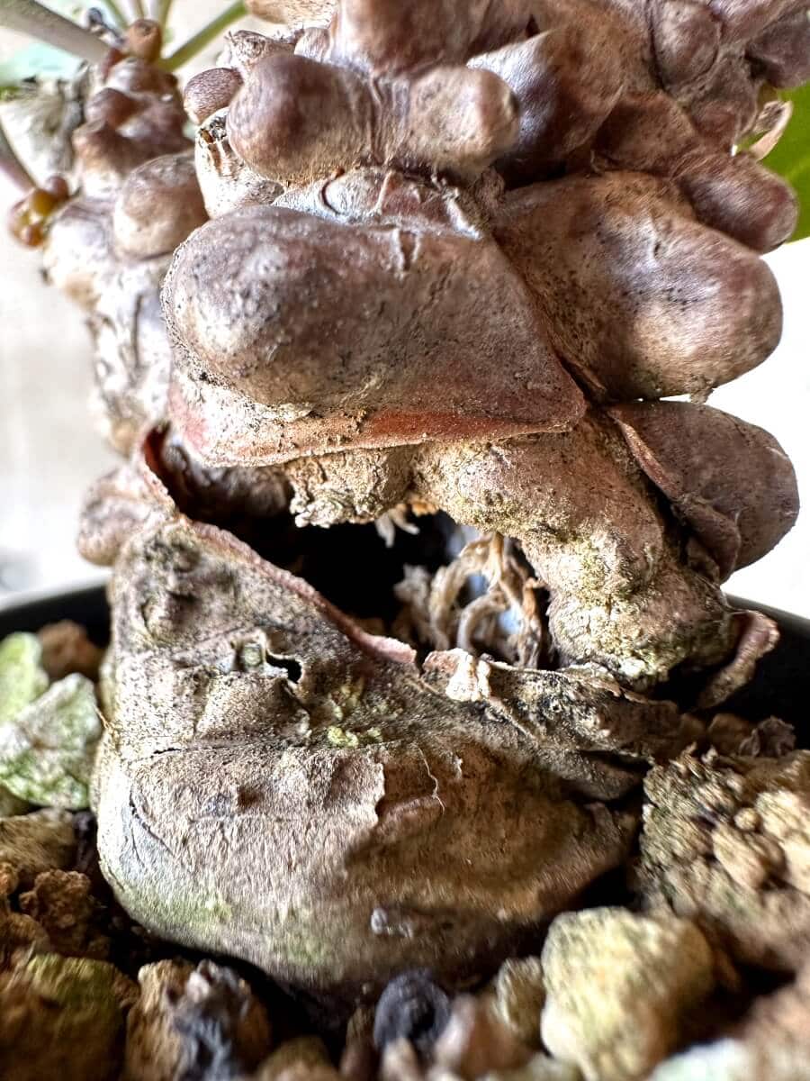 【現品限り】オトンナ・ヘレー 蛮鬼塔[在庫整理価格]【M40】 Othonna herrei