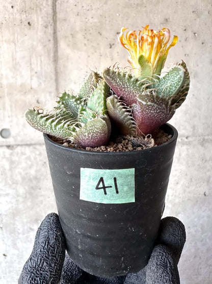 【現品限り】怒涛【M41】 Faucaria