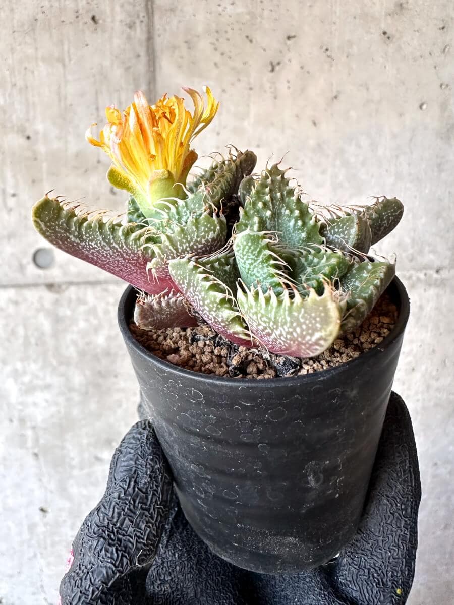 【現品限り】怒涛【M41】 Faucaria