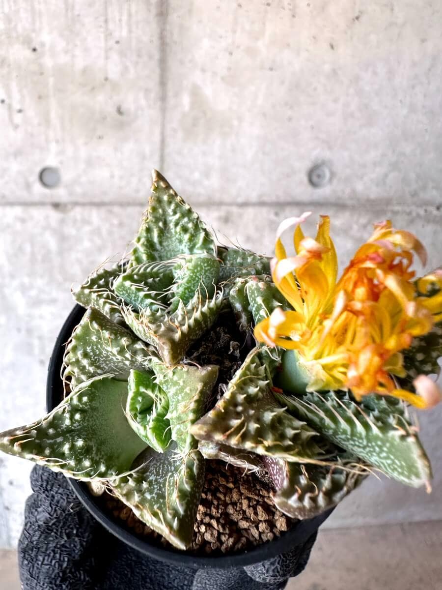 【現品限り】怒涛【M41】 Faucaria