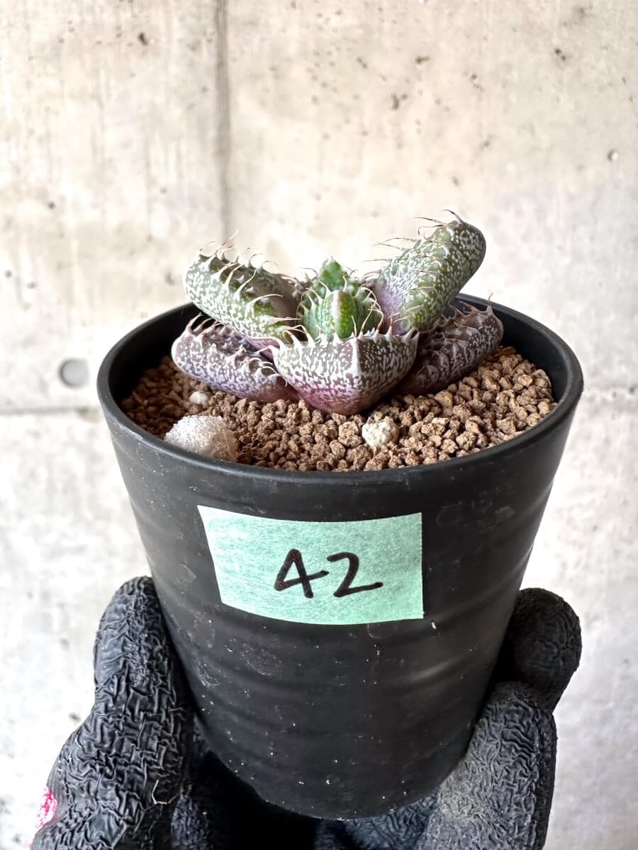 【現品限り】怒涛【M42】 Faucaria