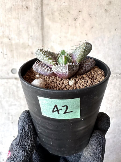 【現品限り】怒涛【M42】 Faucaria