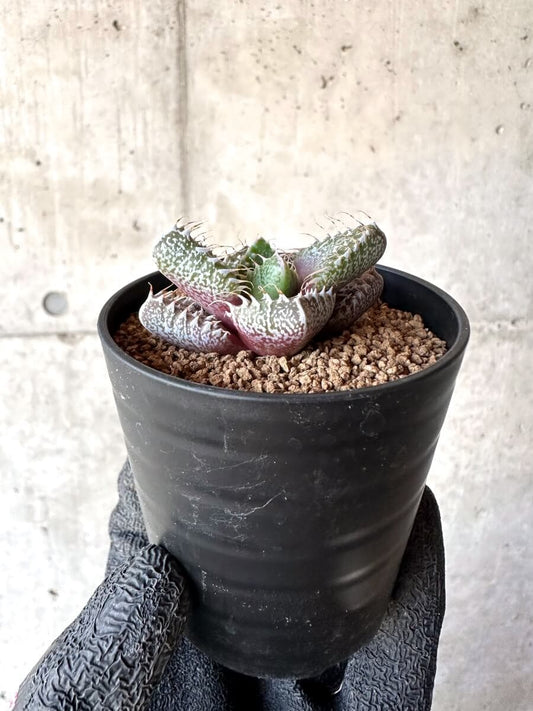 【現品限り】怒涛【M42】 Faucaria