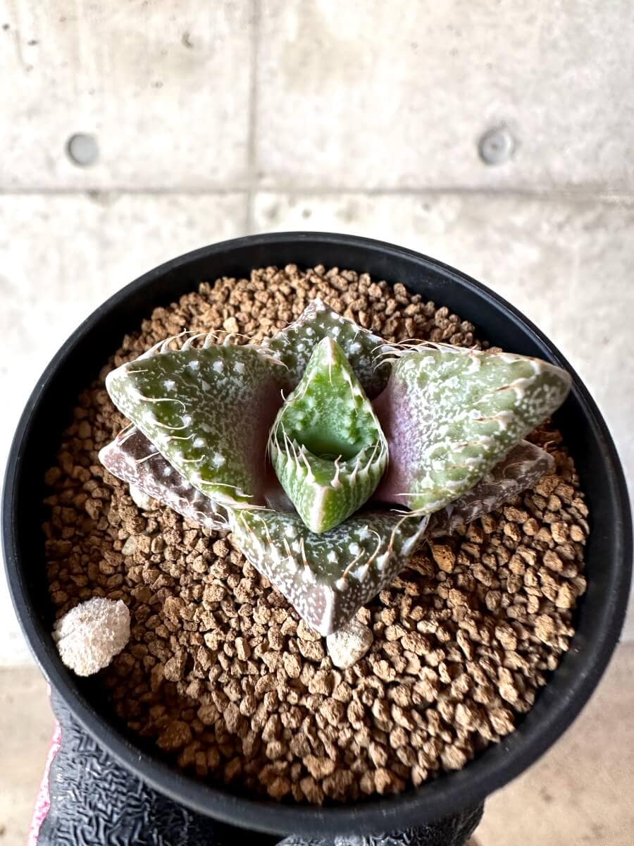 【現品限り】怒涛【M42】 Faucaria