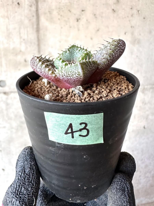 【現品限り】怒涛【M43】 Faucaria