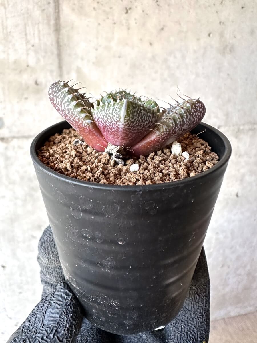 【現品限り】怒涛【M43】 Faucaria