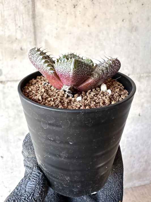 【現品限り】怒涛【M43】 Faucaria