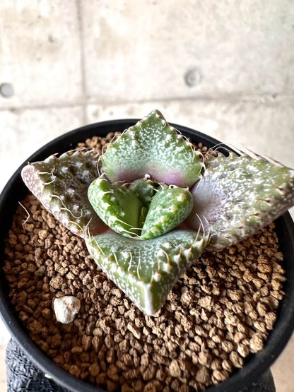 【現品限り】怒涛【M43】 Faucaria