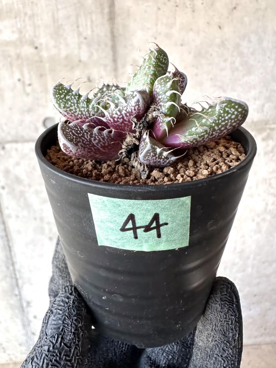 【現品限り】怒涛【M44】 Faucaria