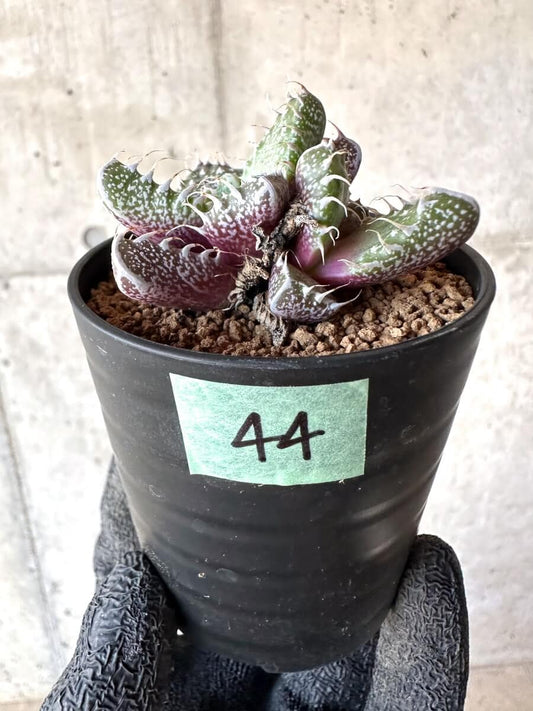 【現品限り】怒涛【M44】 Faucaria