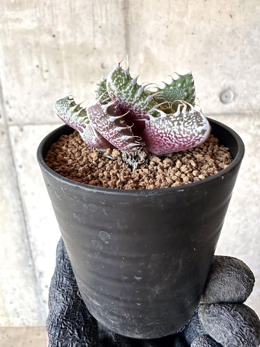 【現品限り】怒涛【M44】 Faucaria