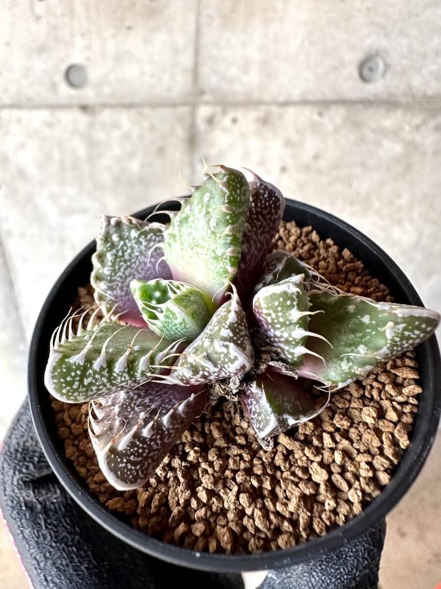 【現品限り】怒涛【M44】 Faucaria