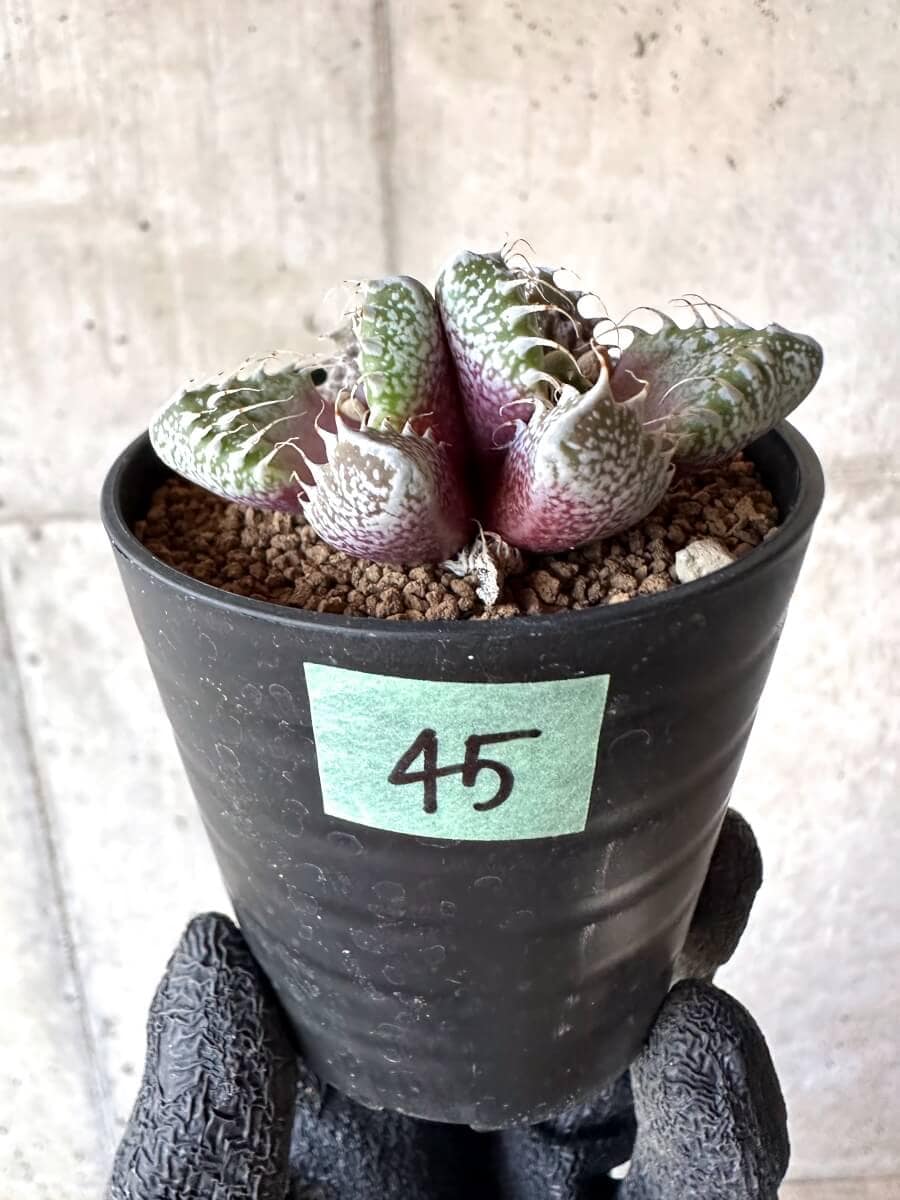 【現品限り】怒涛【M45】 Faucaria