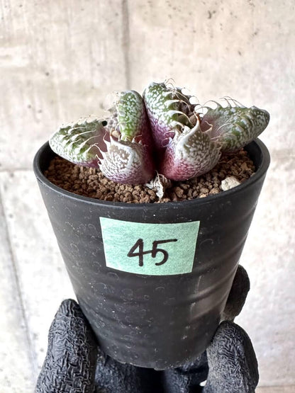 【現品限り】怒涛【M45】 Faucaria