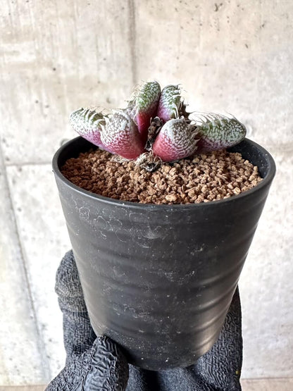 【現品限り】怒涛【M45】 Faucaria