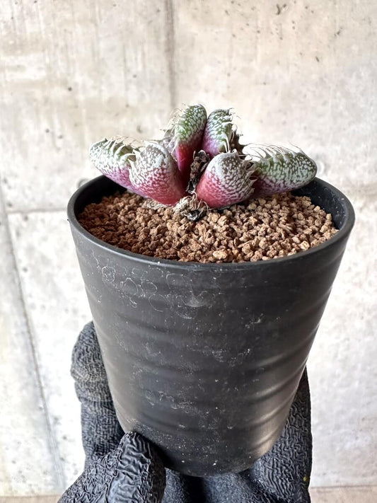 【現品限り】怒涛【M45】 Faucaria