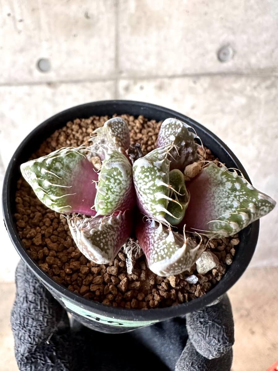 【現品限り】怒涛【M45】 Faucaria