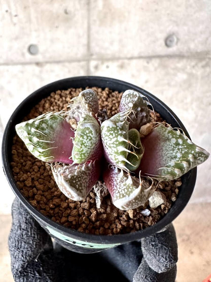 【現品限り】怒涛【M45】 Faucaria