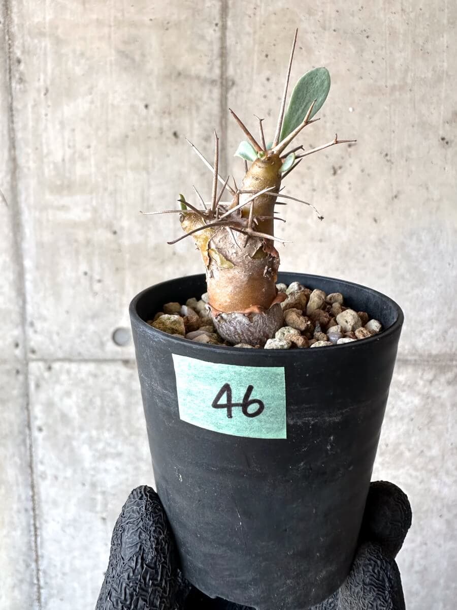 【現品限り】オトンナ・ユーフォルビオイデス【M46】 Othonna euphorbioides