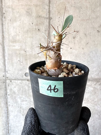 【現品限り】オトンナ・ユーフォルビオイデス【M46】 Othonna euphorbioides