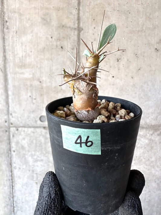 【現品限り】オトンナ・ユーフォルビオイデス【M46】 Othonna euphorbioides